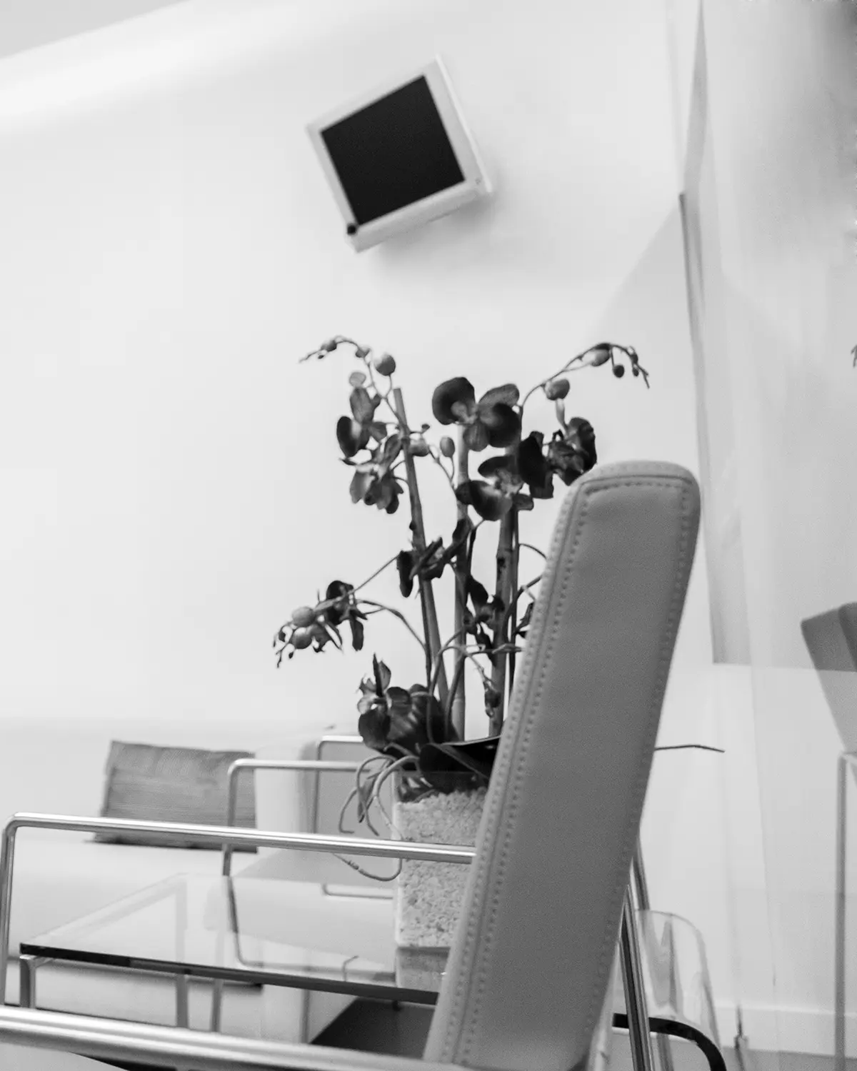 Sala de espera de la clínica con sofá y orquídeas